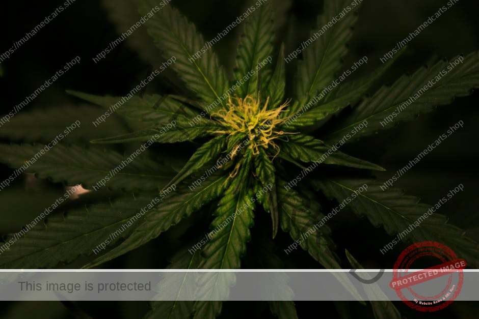 cannabidiol